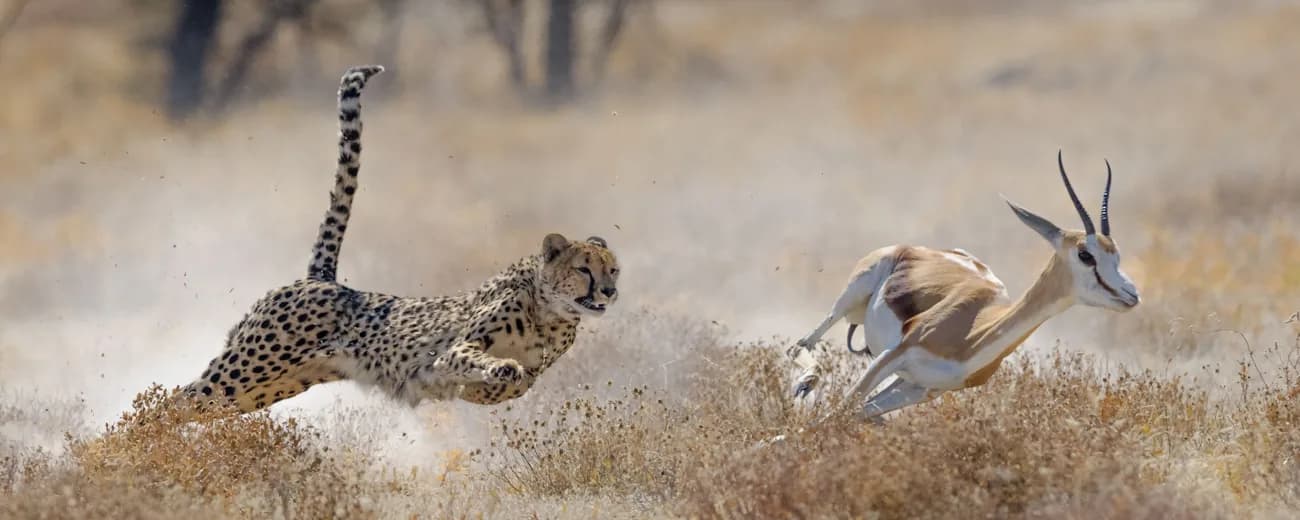 A cheetah at full stretch chasing a gazelle across open grass