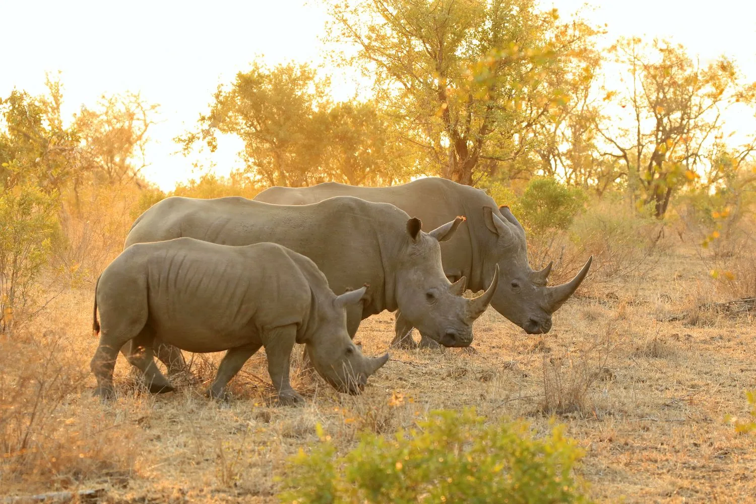 A rhino and calf grazing in warm evening light