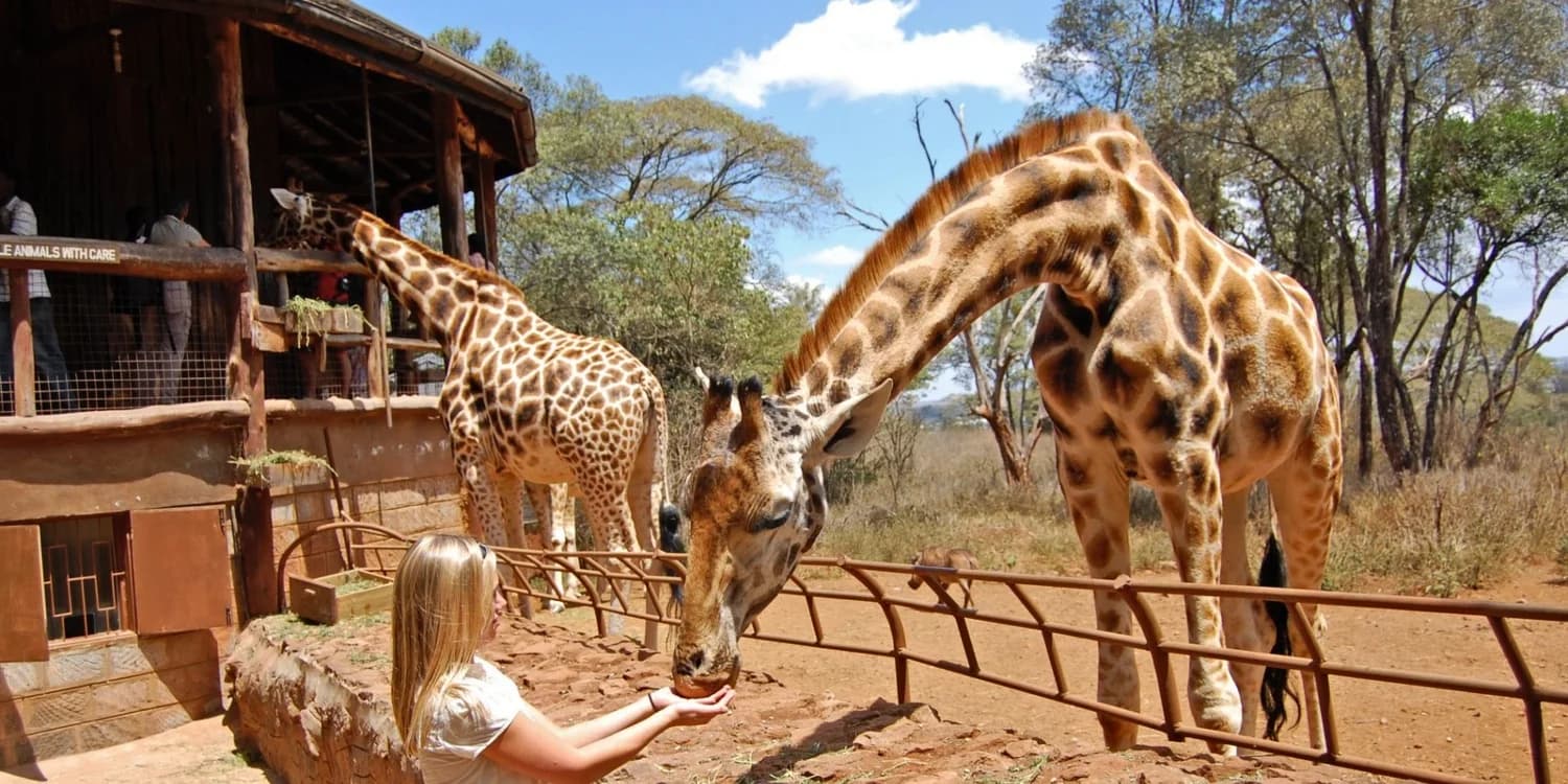A visitor feeding a giraffe by hand beside two other giraffes at a raised viewing platform