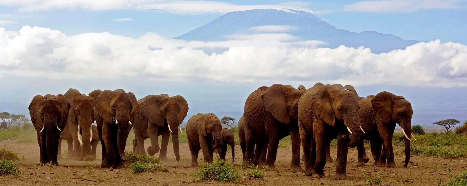 An elephant herd standing on open plains beneath a cloud-wrapped mountain