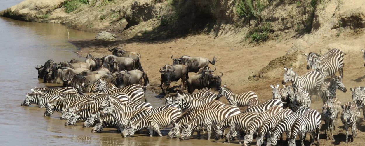 Zebras and wildebeest gathered beside shallow water along a grassy riverbank