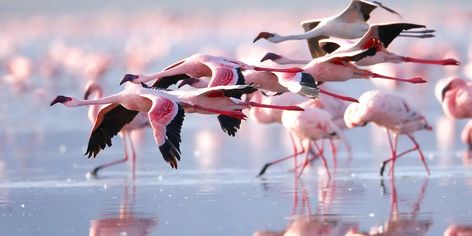 Flamingos flying above and standing in shallow water