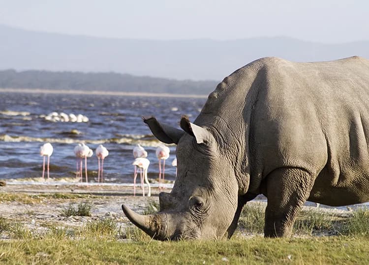 Rhinoceros grazing near a lakeshore with birds, water and distant highlands