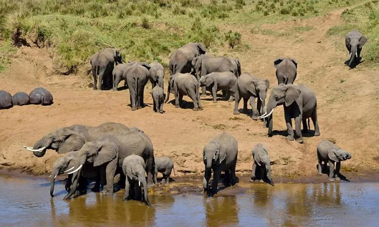 Elephants standing near water beside dry open banks