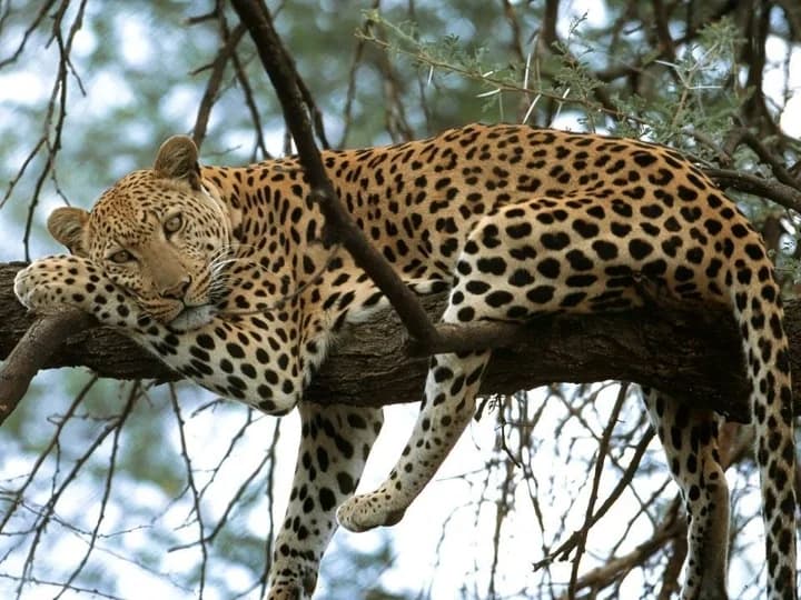 Leopard resting on the branches of a tree