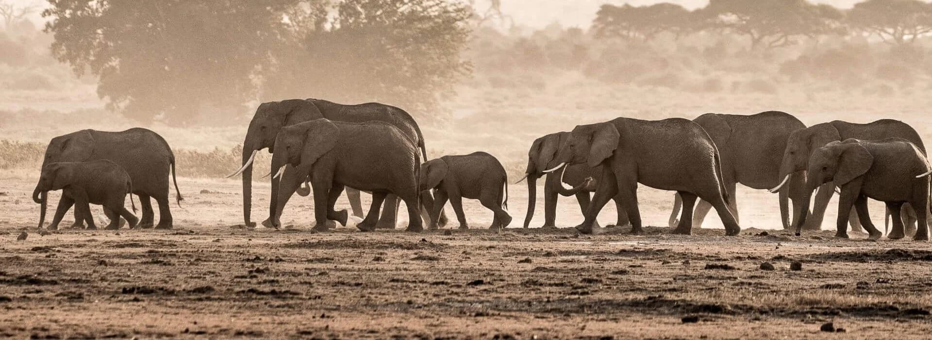 Elephant herd with calves walking across a dusty open plain