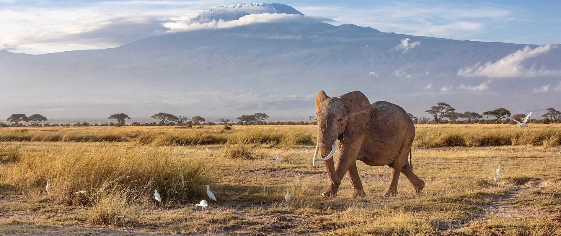 Elephant standing near wet grassland with birds and a snow-topped mountain in the distance