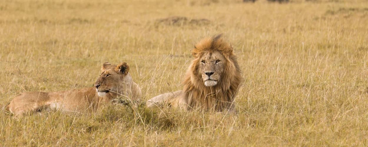 Male lion and lioness together in open grassland