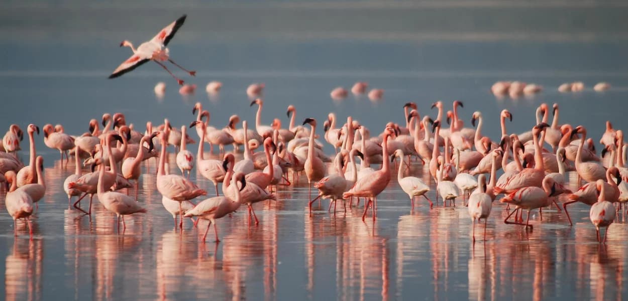 Flamingos standing together in shallow water
