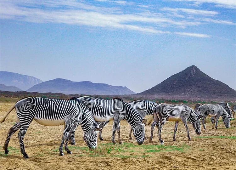 Group of Grevy's zebras standing on dry ground with sparse vegetation and rocky hills behind them