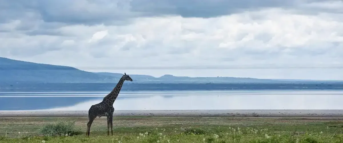 Giraffe beside a broad water landscape with distant highlands