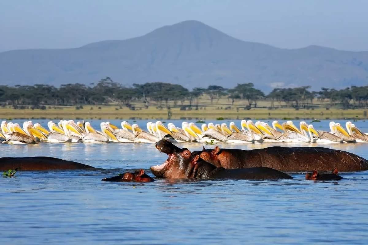 Hippos in freshwater with large waterbirds, a wooded shoreline and a distant mountain