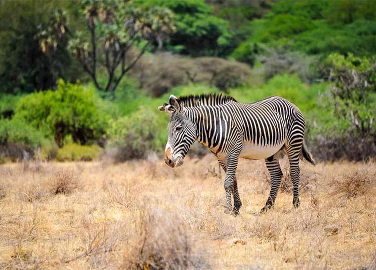 Grevy's zebra standing in dry grassland