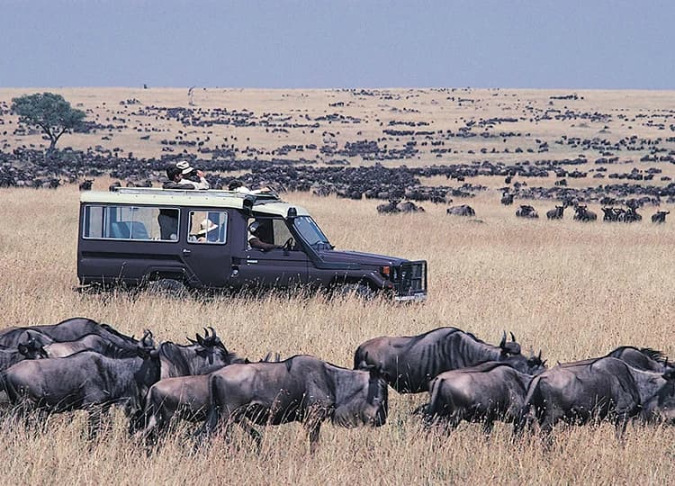 Wildebeest spread across open grassland with a safari vehicle in the distance