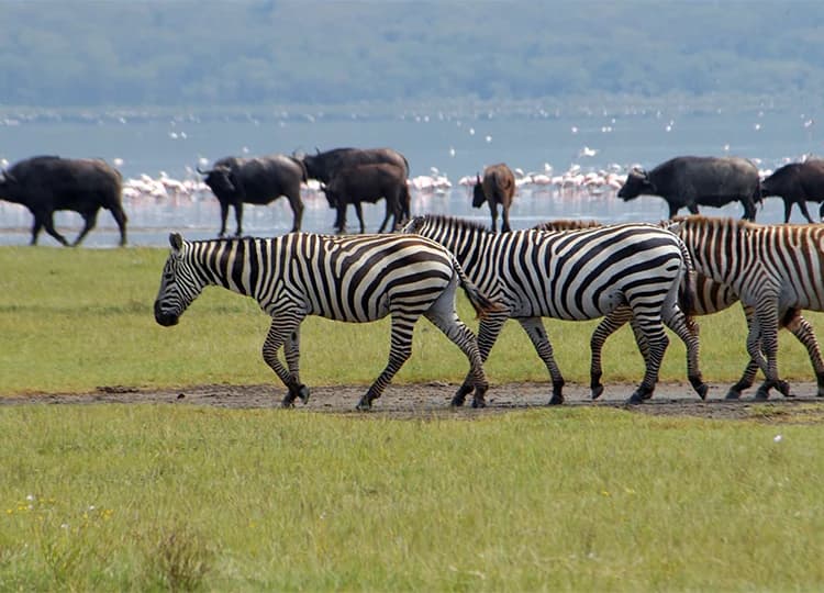Zebra and buffalo near shallow water with flamingos in the background