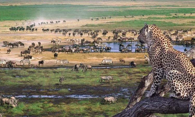 Leopard on elevated ground above an open plain with grazing wildlife below