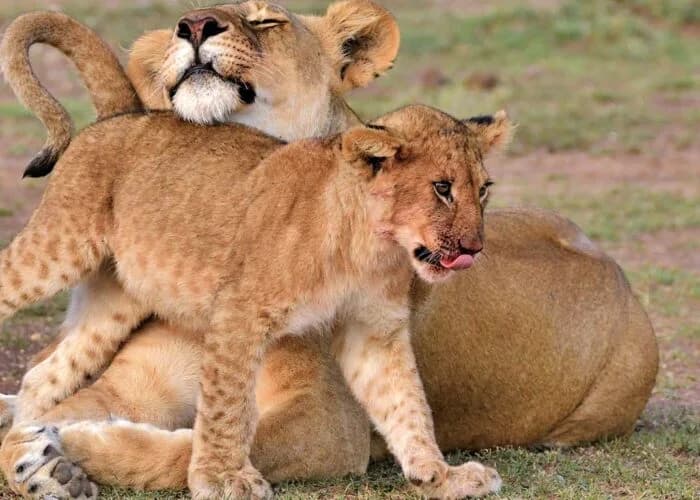Lioness with cubs in grassland
