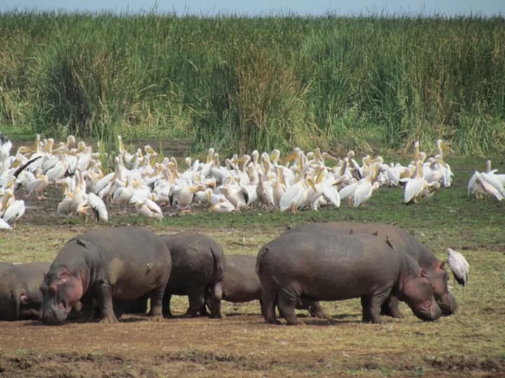Hippos in water with pelicans and other waterbirds nearby