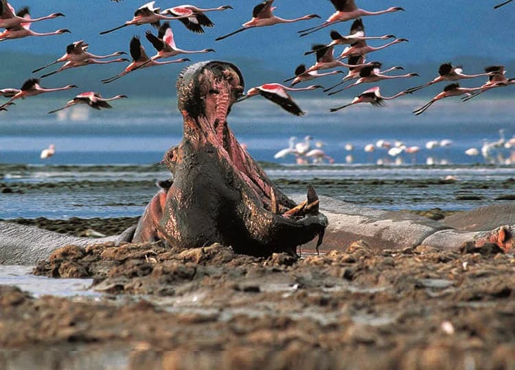 Hippo in shallow water with flamingos and other waterbirds nearby