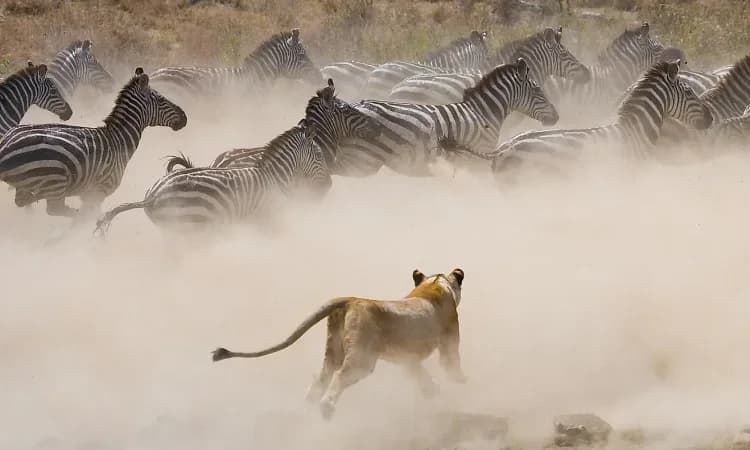 Zebras and a lioness amid dust on open ground