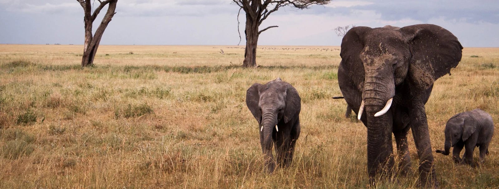 An elephant family crossing open East African grassland
