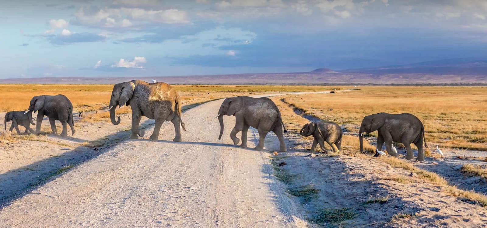 Adult elephant and juvenile crossing an open dry plain