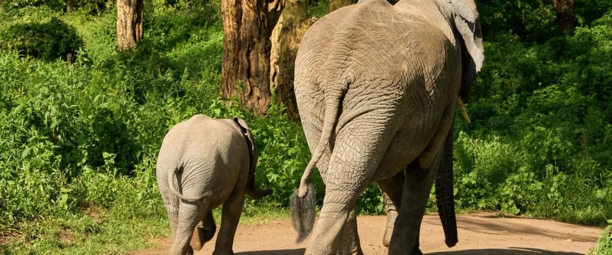 Adult elephant and calf walking along a dirt track through green woodland