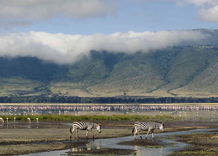 Two zebras walking across shallow water with flamingos below a cloud-covered escarpment