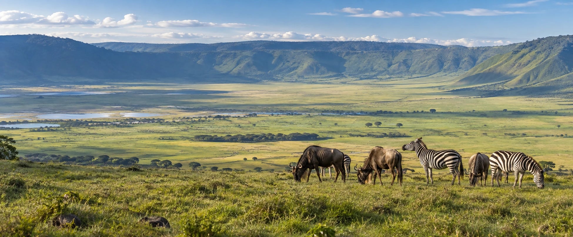 Zebra and wildebeest grazing above the floor of Ngorongoro Crater