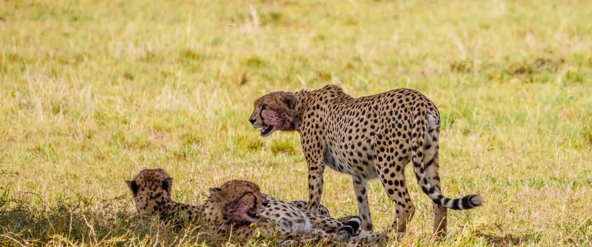 Three cheetahs together on open grassland