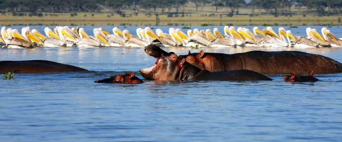 Hippos and pelicans on open water