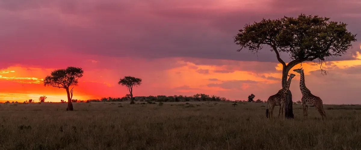 Two giraffes standing beneath an acacia tree at sunset