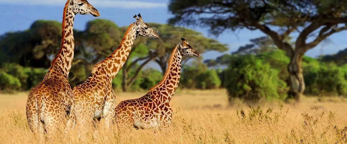 Three giraffes standing in dry grassland among acacia and woodland