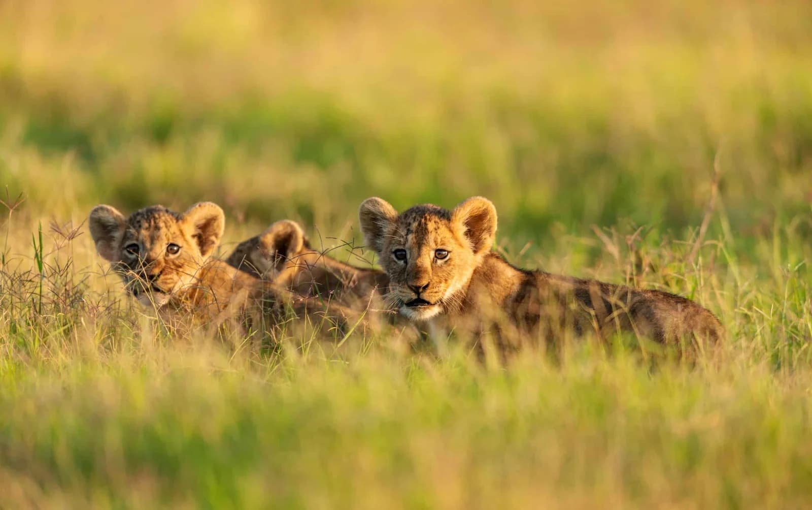 Three lion cubs resting together in long green grass
