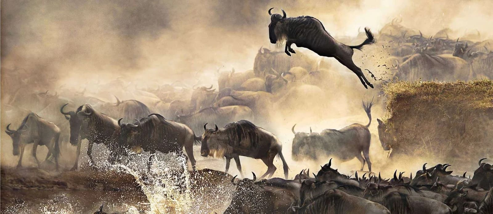 Wildebeest surging through a river crossing in clouds of dust and spray