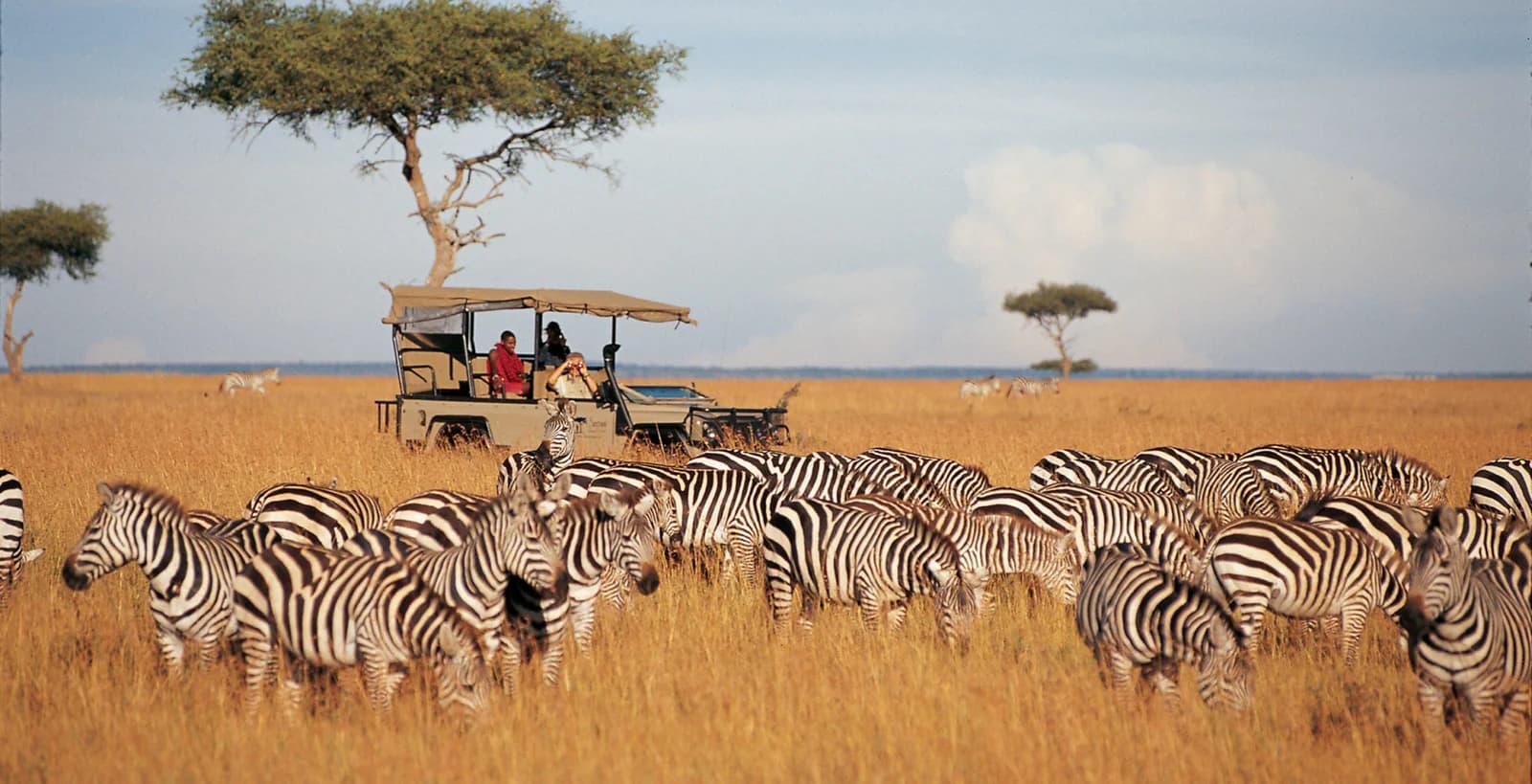 A private safari vehicle stopped among a large herd of zebra on open grassland